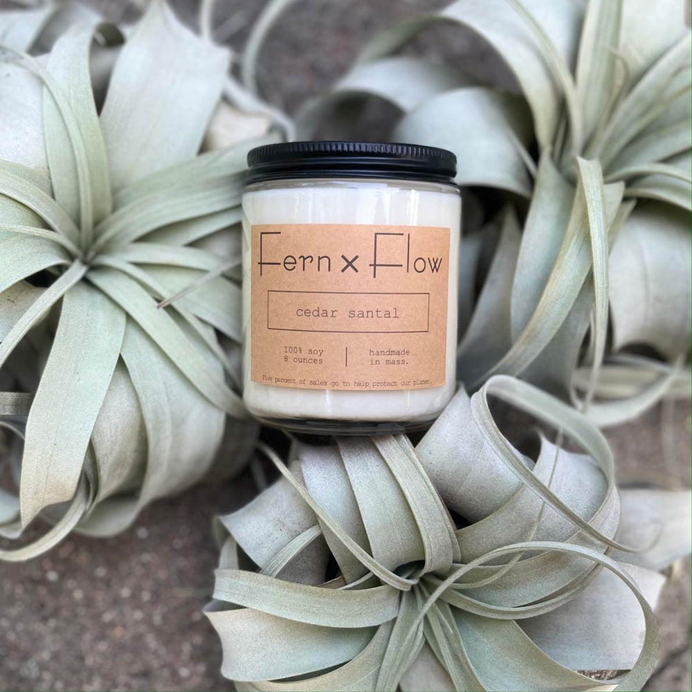 
                  
                    Fern x Flow Cedar Santal scented soy candle against three large xerographica air plants.
                  
                