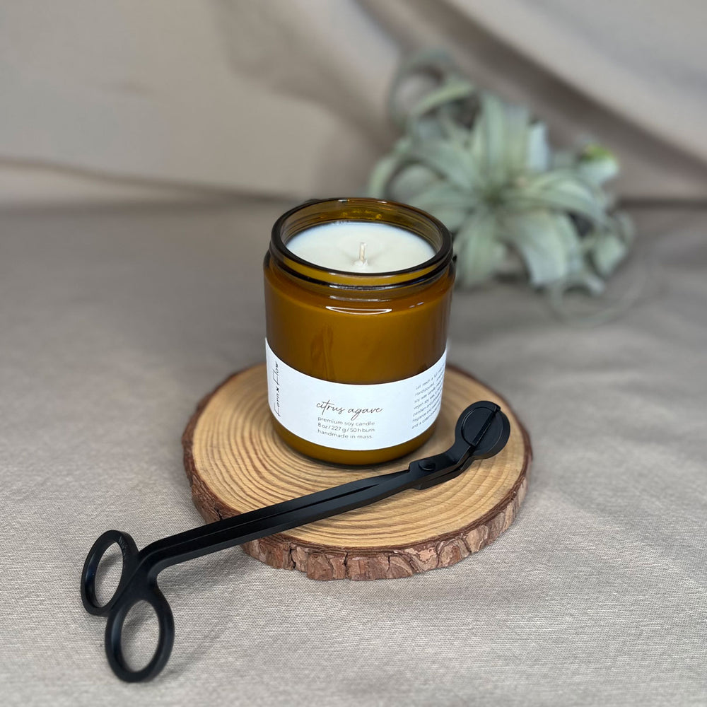 Eight-ounce Fern x Flow Citrus Agave scented soy candle with black matte wick trimmers in the foreground and an air plant in the background.