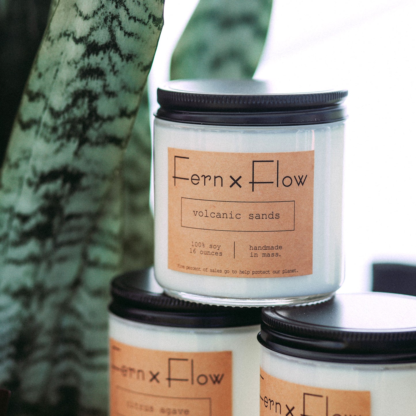 
                  
                    Closeup photo of a sixteen-ounce Fern x Flow Volcanic Sands scented soy candle in front of a snake plant.
                  
                